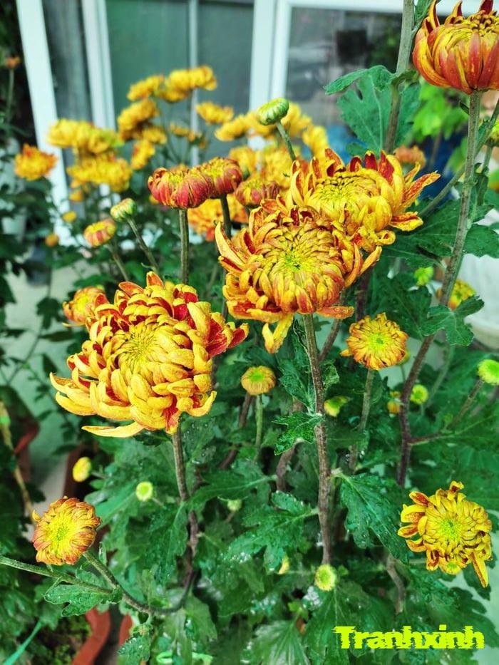 ảnh hoa cúc và lá