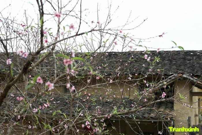 ảnh hoa đào buổi sáng