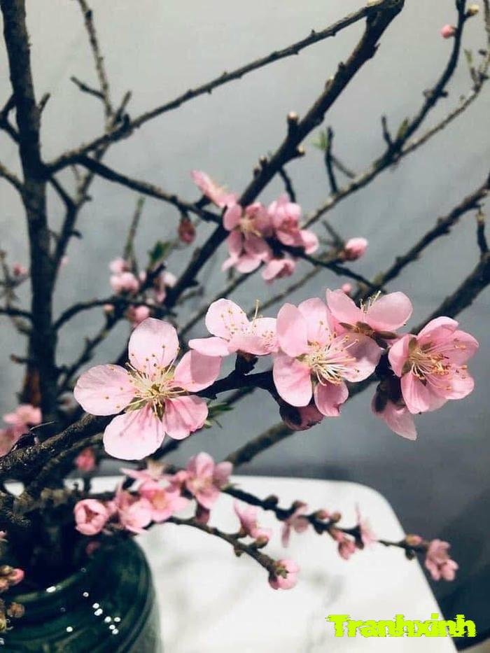 ảnh hoa đào đẹp nhất