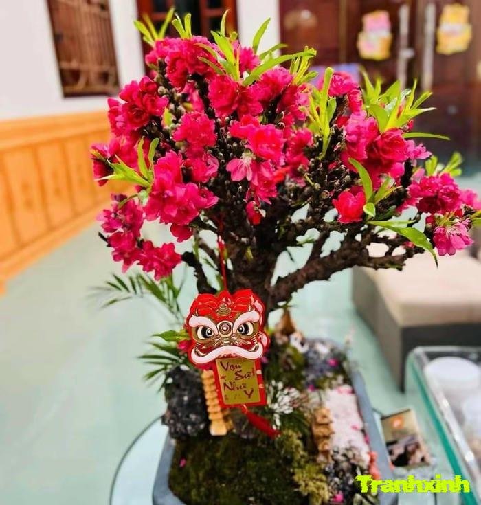 ảnh hoa đào đẹp rực rỡ