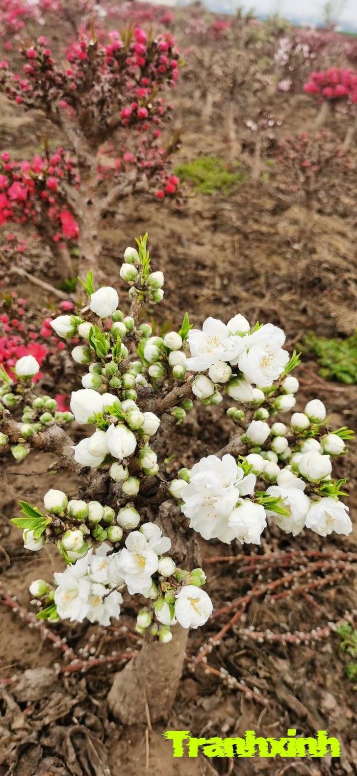 ảnh hoa đào đơn sắc