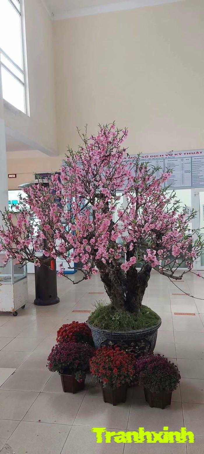 ảnh hoa đào nghệ thuật