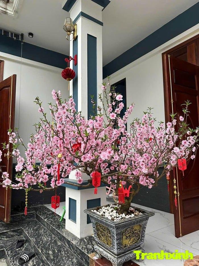 ảnh hoa đào nở rộ