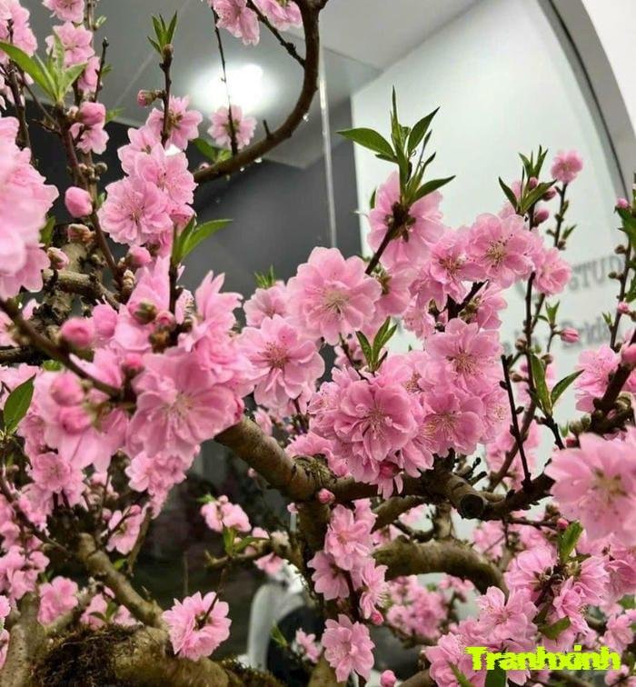 ảnh hoa đào truyền thống