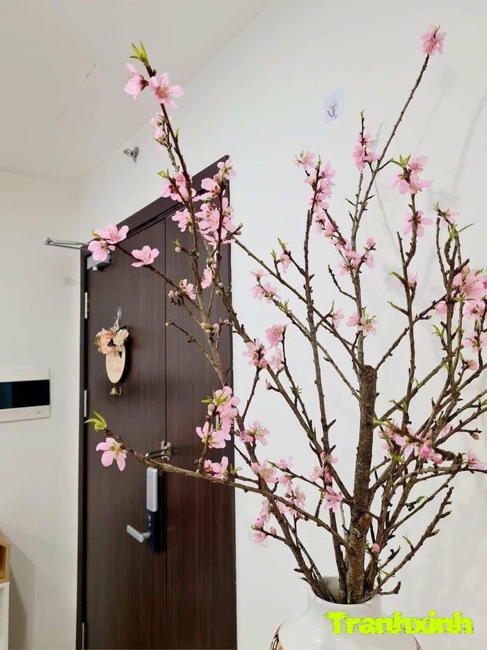 ảnh hoa đào và ánh nắng