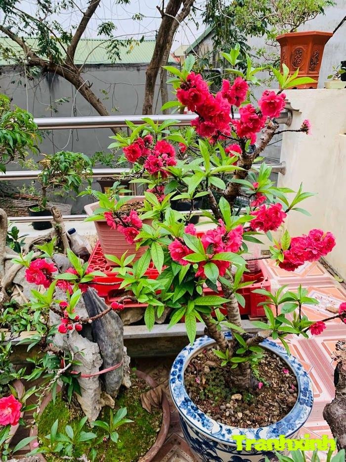 ảnh hoa đào và lá