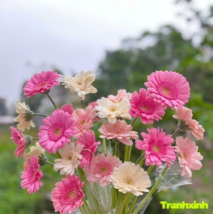 ảnh hoa đồng tiền buổi sáng