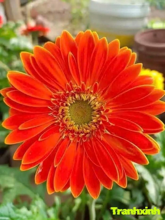 ảnh hoa đồng tiền chi tiết