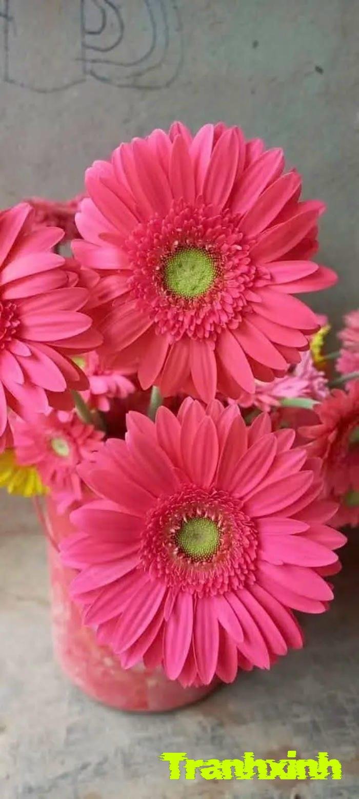 ảnh hoa đồng tiền cho bó hoa