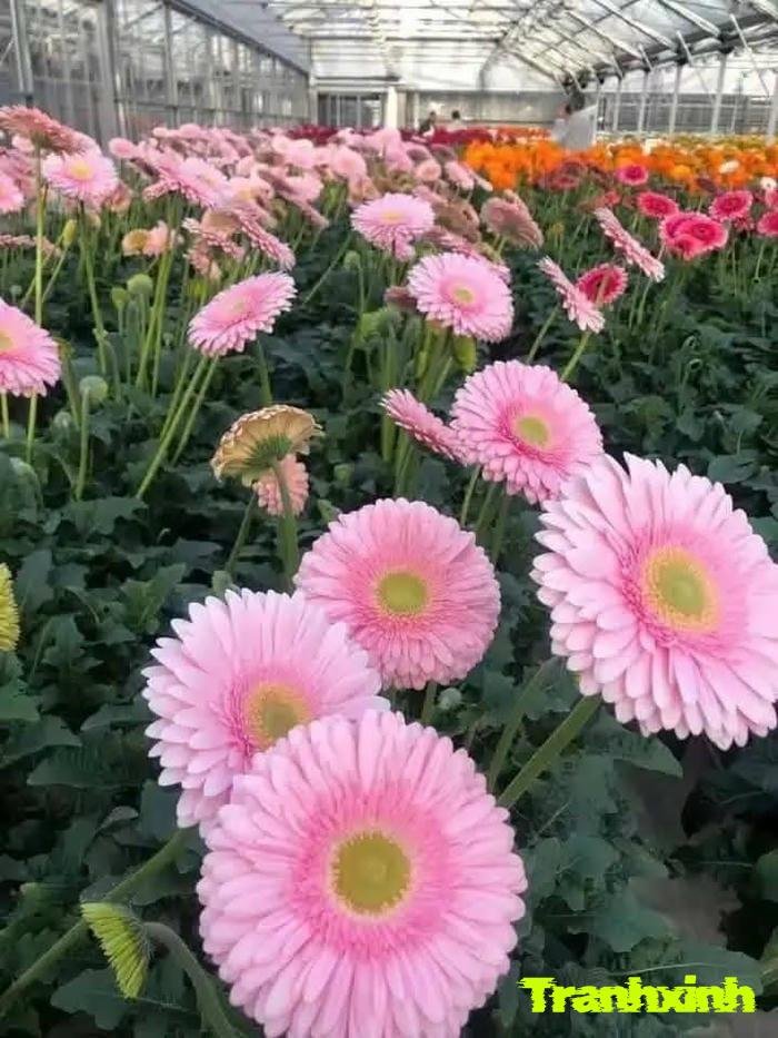 ảnh hoa đồng tiền cho trang trí