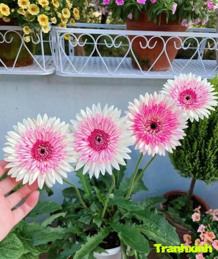 ảnh hoa đồng tiền chụp cận