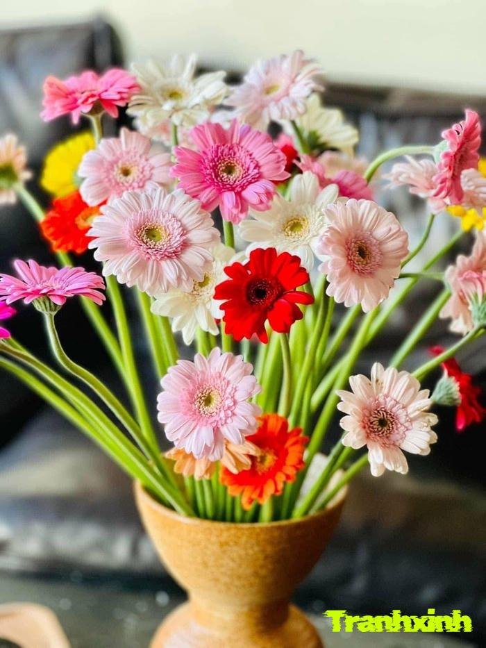 ảnh hoa đồng tiền đa sắc