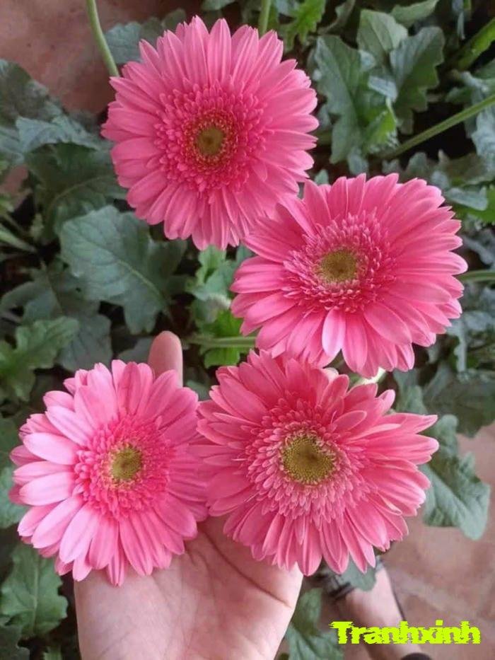 ảnh hoa đồng tiền đẹp nhất