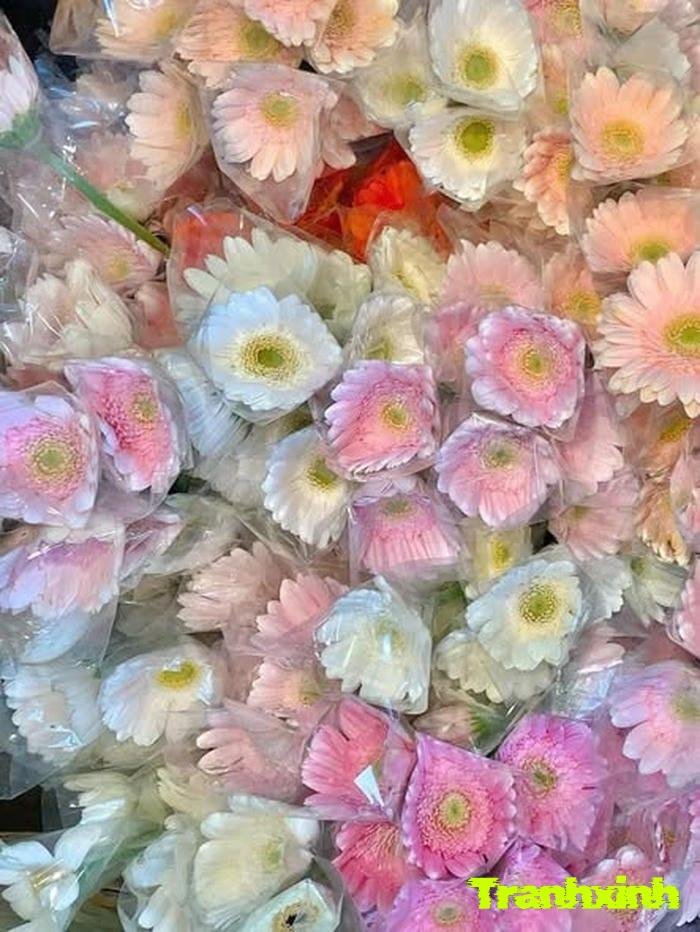 ảnh hoa đồng tiền đẹp tươi