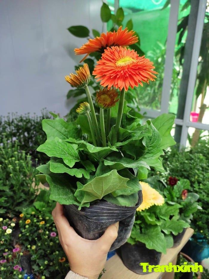 ảnh hoa đồng tiền đẹp