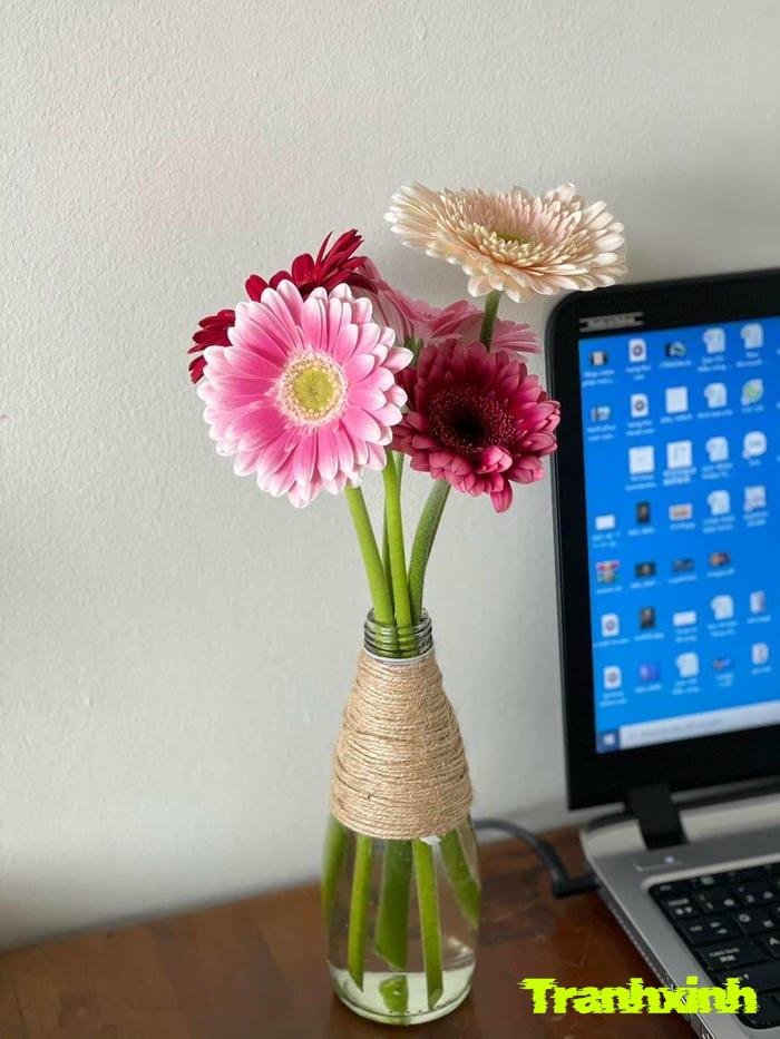 ảnh hoa đồng tiền đơn giản đẹp