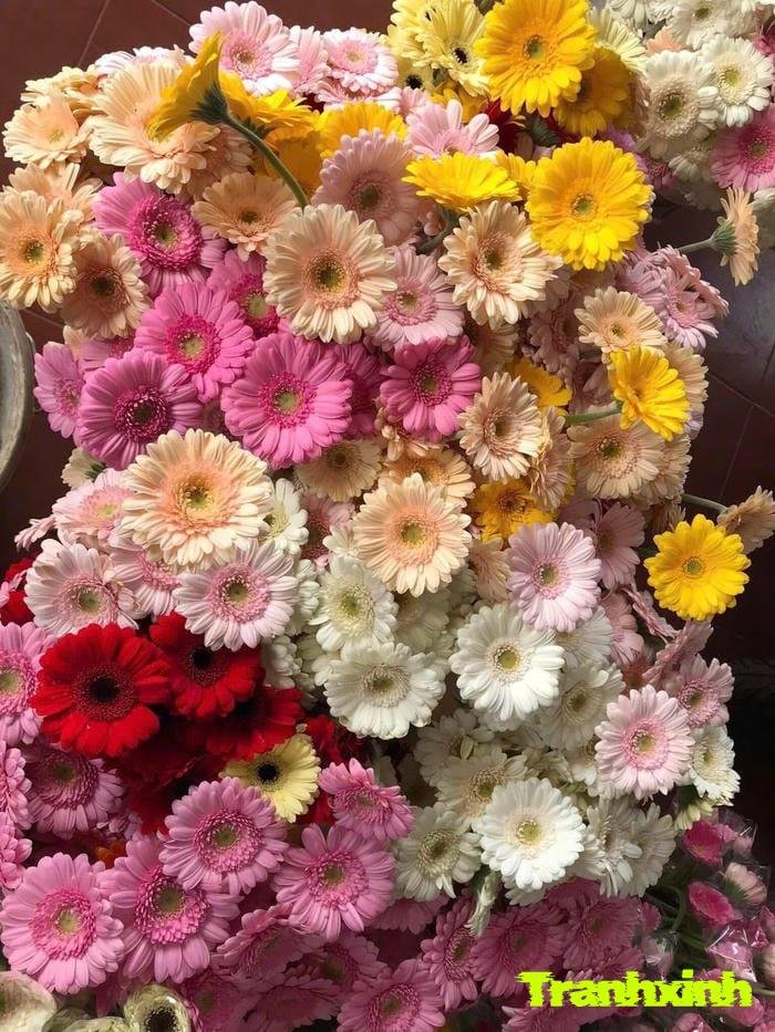 ảnh hoa đồng tiền đơn giản