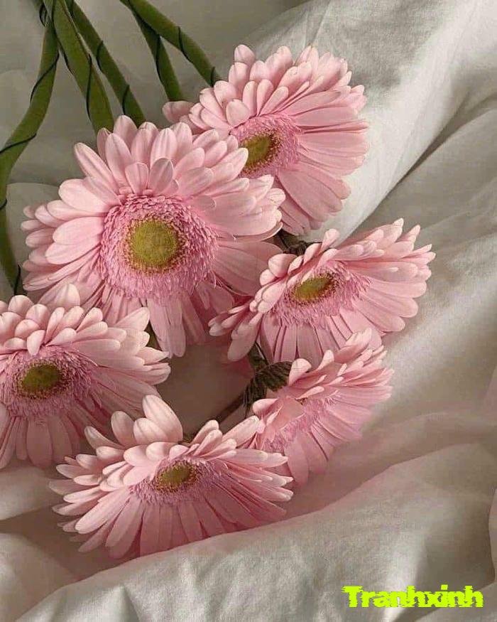 ảnh hoa đồng tiền kiểu tối giản