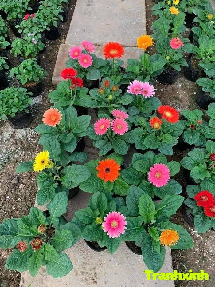 ảnh hoa đồng tiền lãng mạn