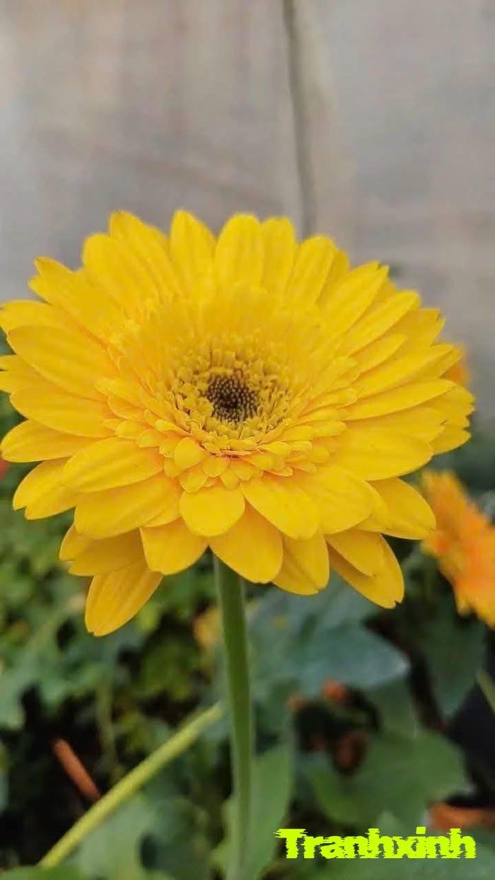 ảnh hoa đồng tiền màu vàng