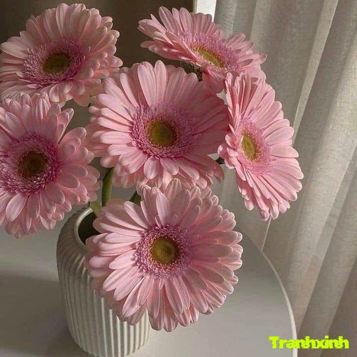 ảnh hoa đồng tiền nhẹ nhàng