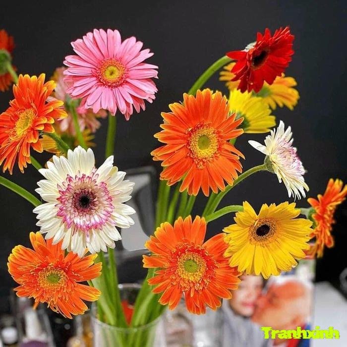 ảnh hoa đồng tiền rực rỡ