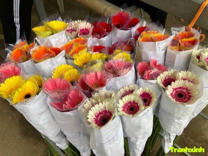 ảnh hoa đồng tiền và sự sống