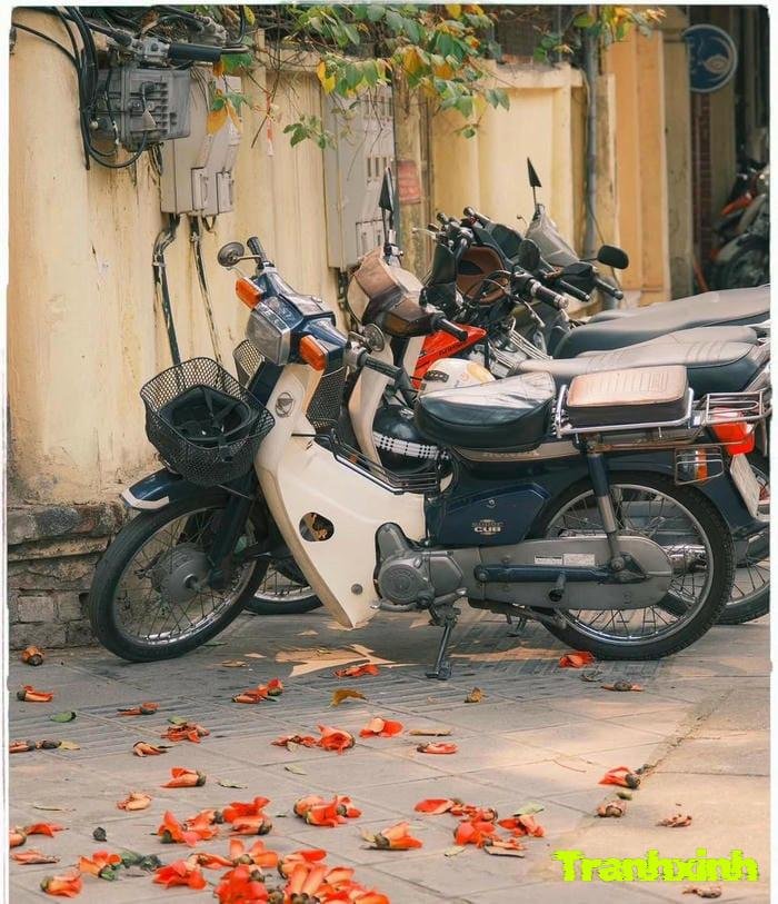 ảnh hoa gạo cho nền