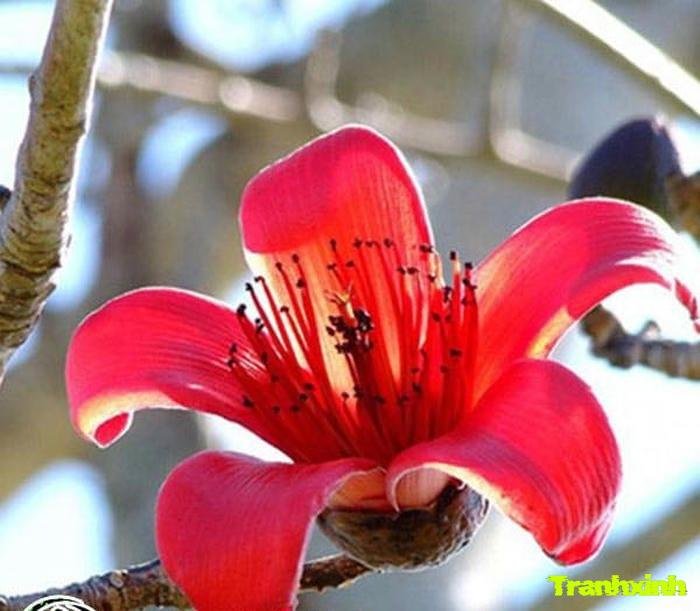 ảnh hoa gạo chụp cận