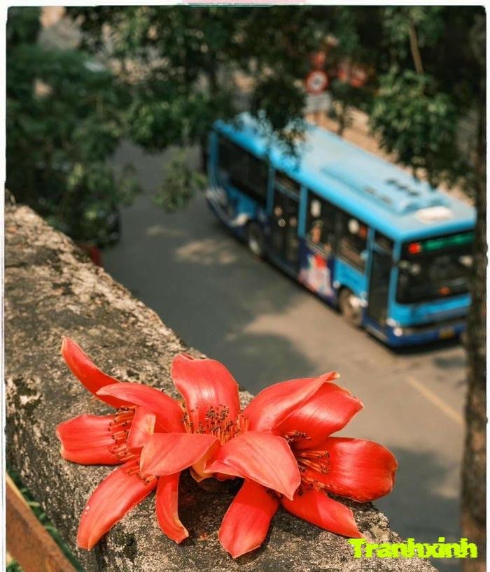 ảnh hoa gạo chụp macro