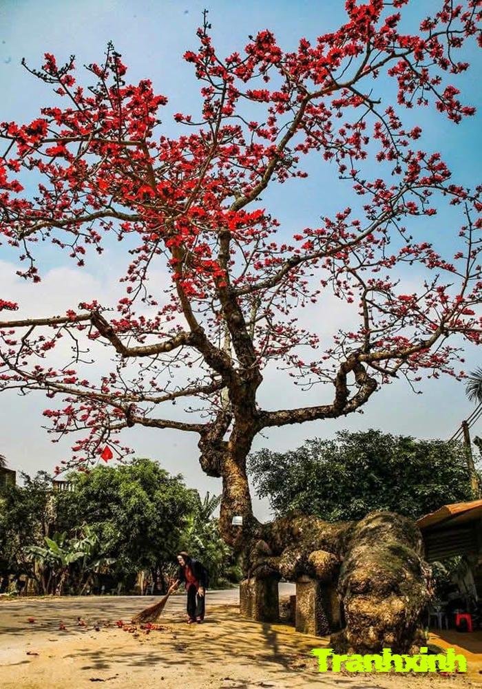 ảnh hoa gạo đẹp nhất