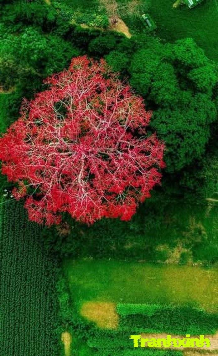 ảnh hoa gạo đẹp rực rỡ