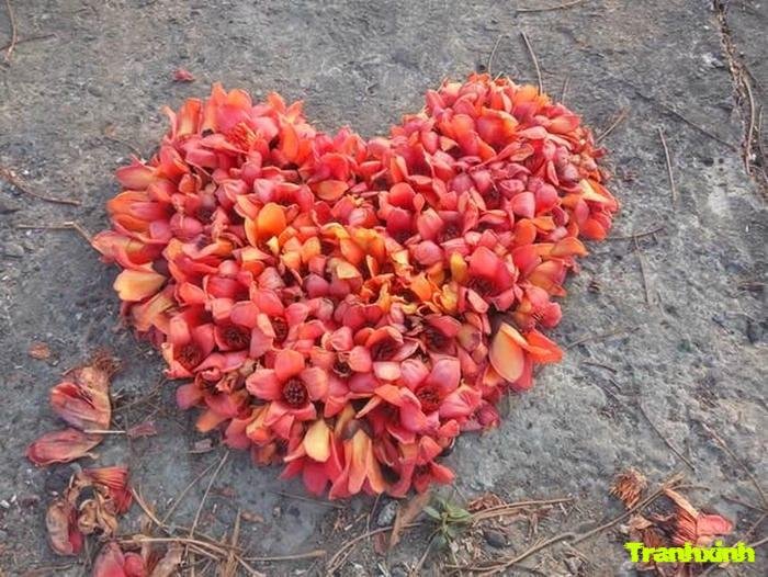 ảnh hoa gạo đỏ rực