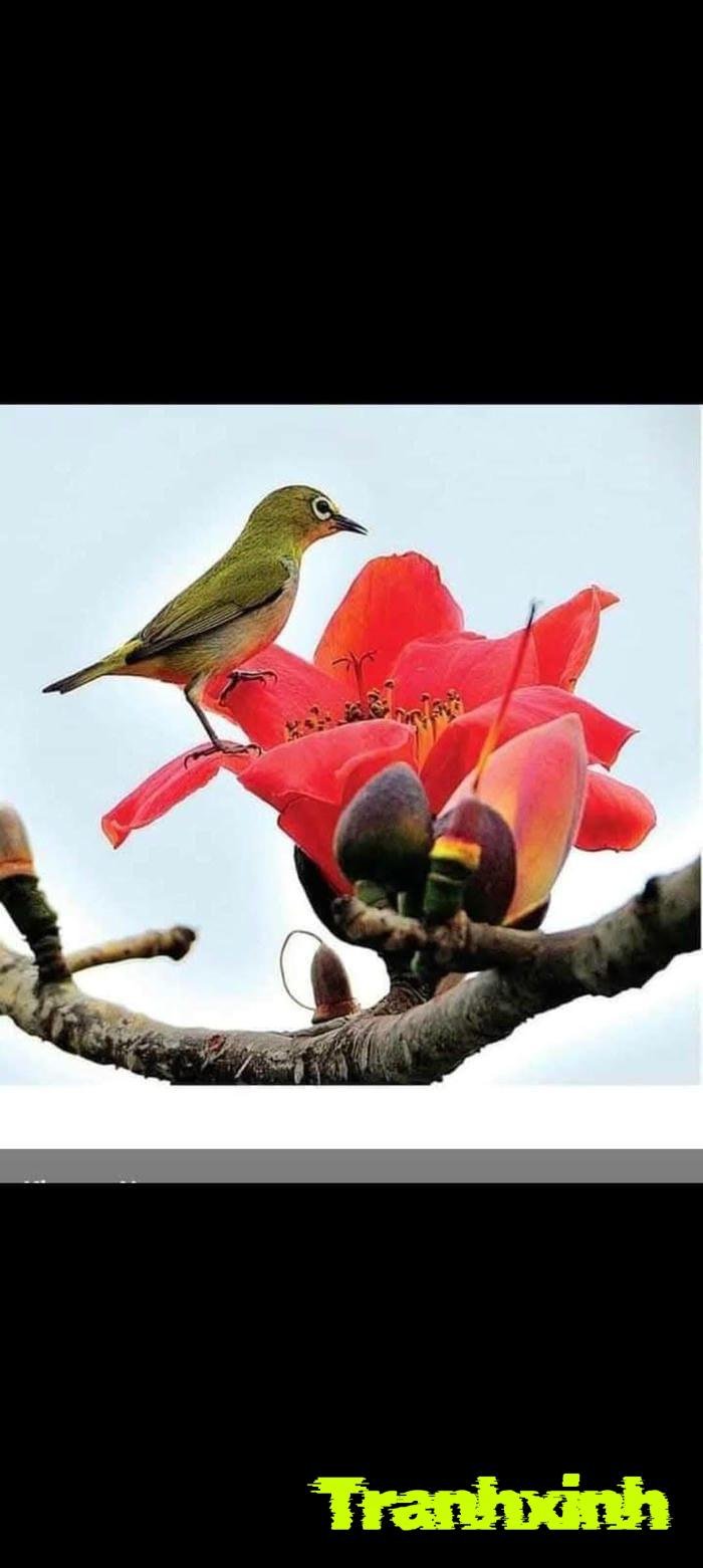 ảnh hoa gạo đơn giản