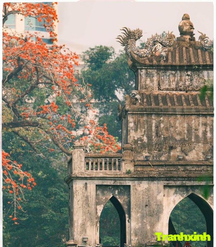 ảnh hoa gạo lãng mạn