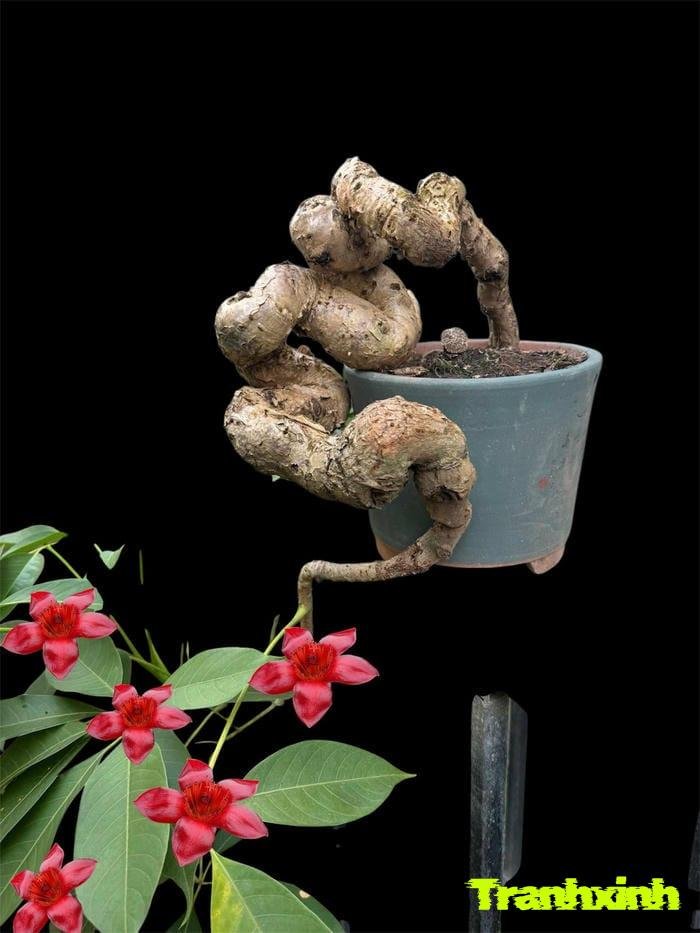 ảnh hoa gạo nghệ thuật