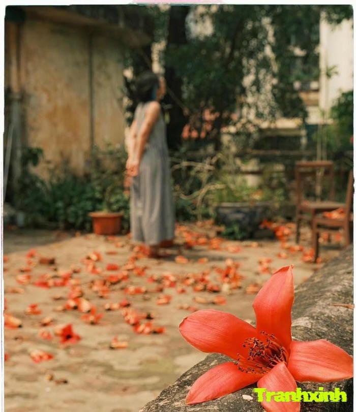 ảnh hoa gạo rụng