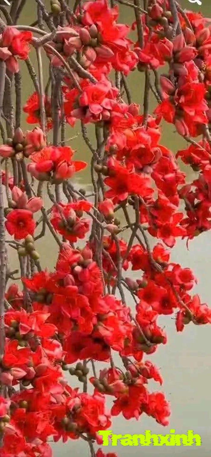 ảnh hoa gạo với màu đỏ