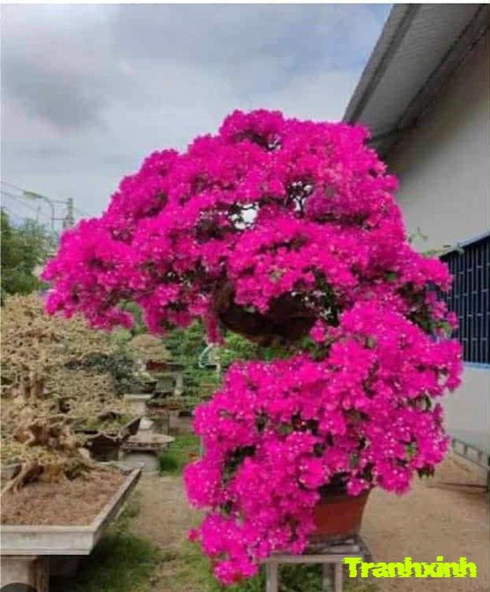 ảnh hoa giấy chất lượng cao