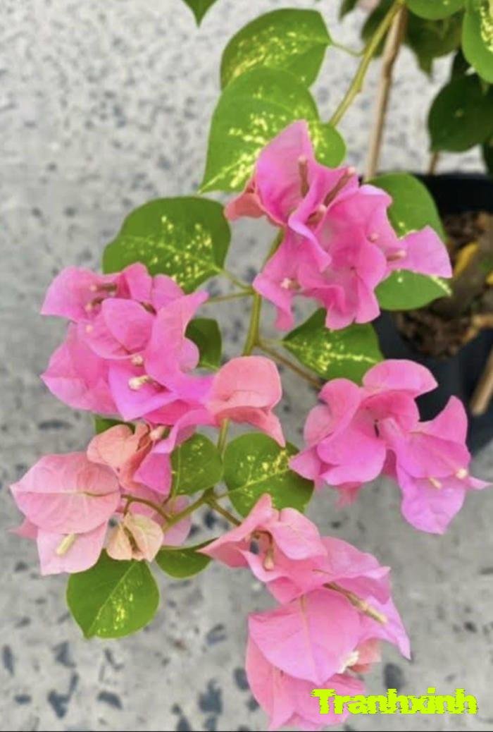 ảnh hoa giấy chi tiết