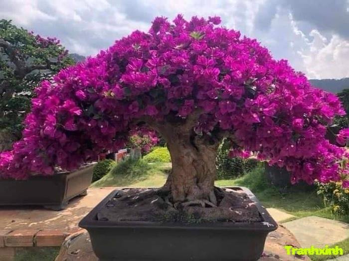 ảnh hoa giấy cho trang trí