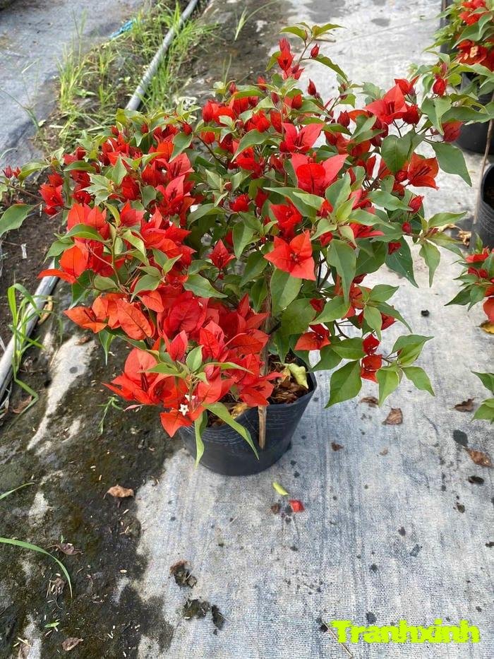 ảnh hoa giấy đơn giản mà đẹp