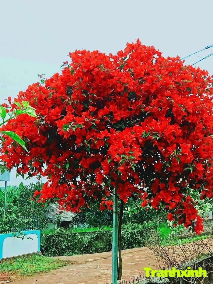 ảnh hoa giấy đơn giản