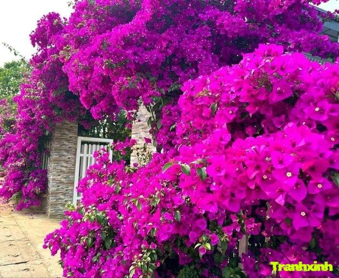 ảnh hoa giấy đơn sắc