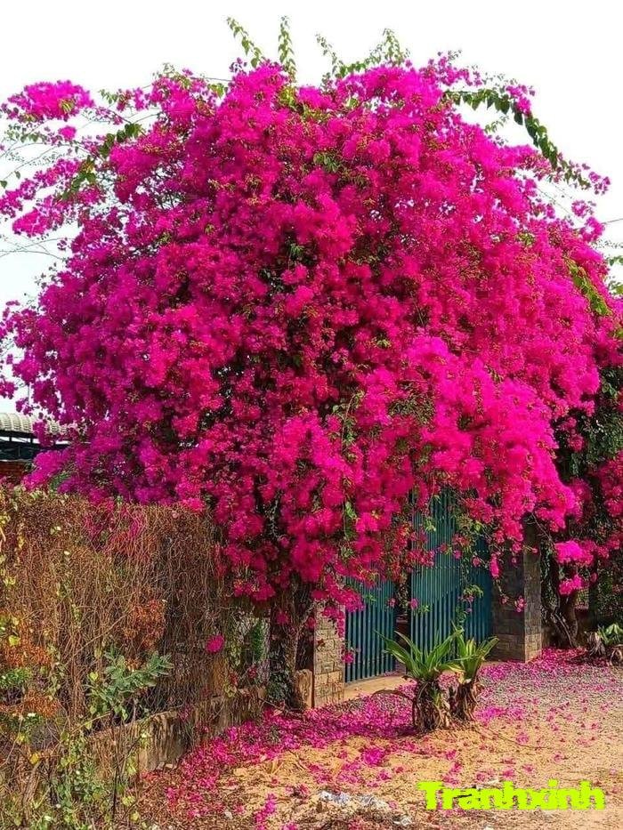 ảnh hoa giấy màu tím