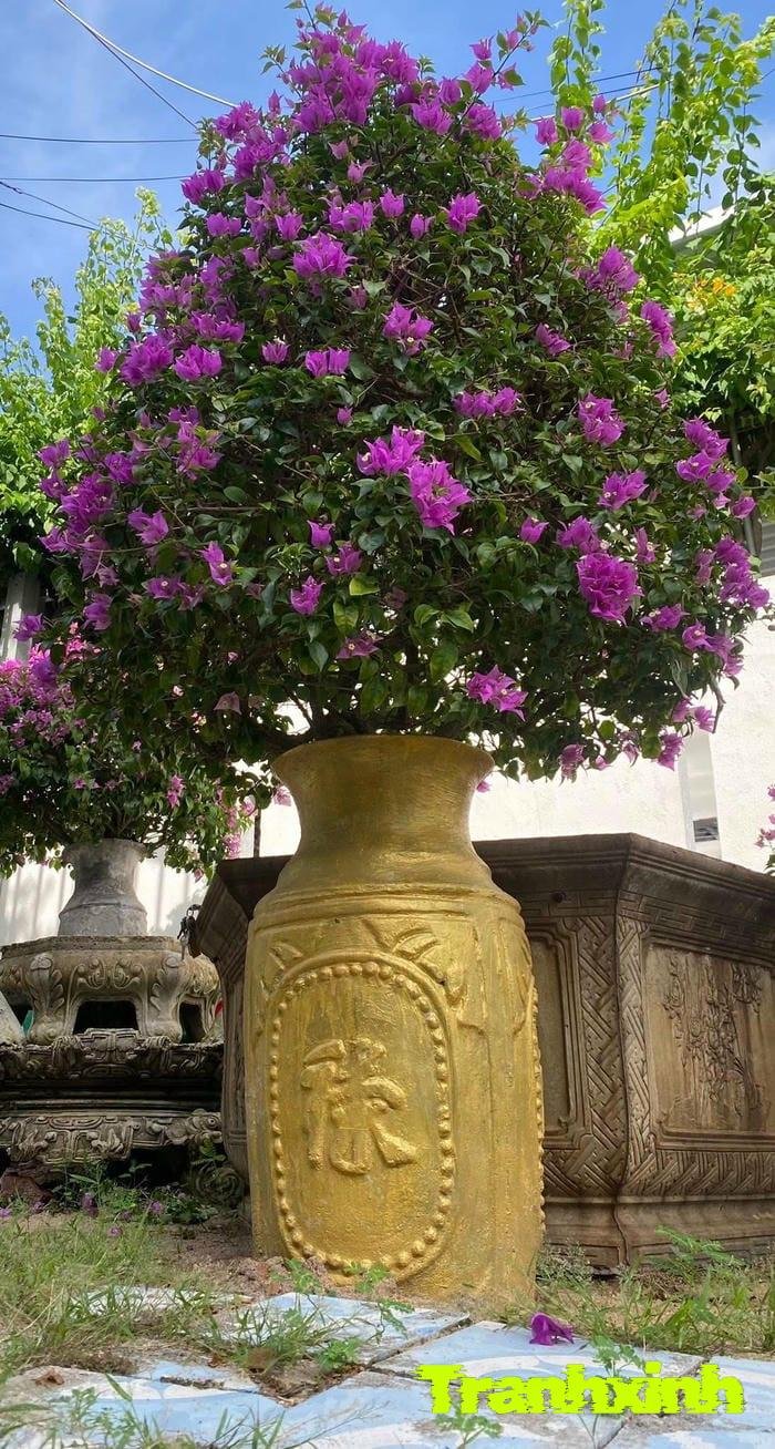 ảnh hoa giấy nghệ thuật