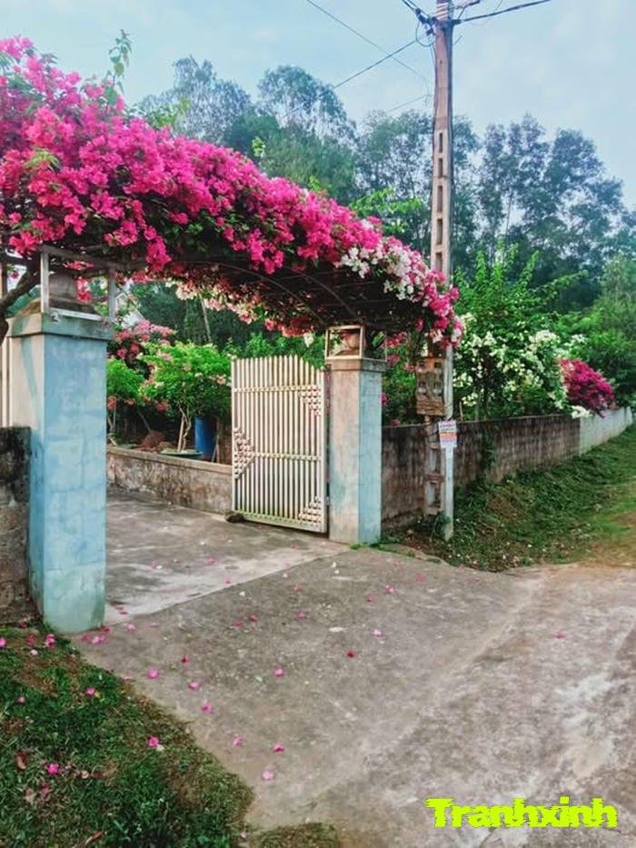 ảnh hoa giấy rực rỡ