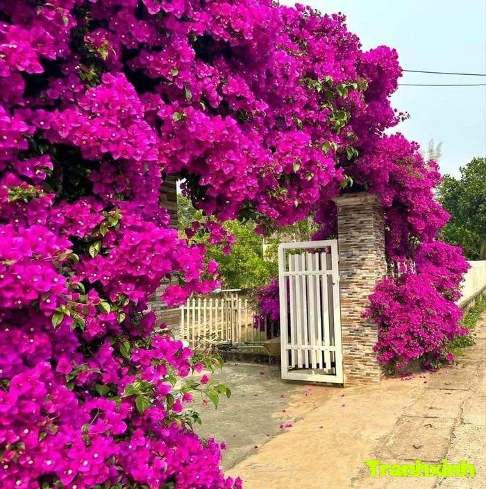 ảnh hoa giấy trước cổng