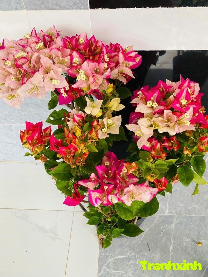 ảnh hoa giấy với màu sắc