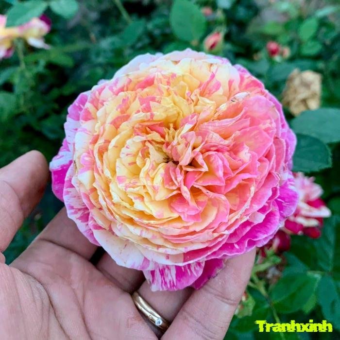 ảnh hoa hồng cánh kép